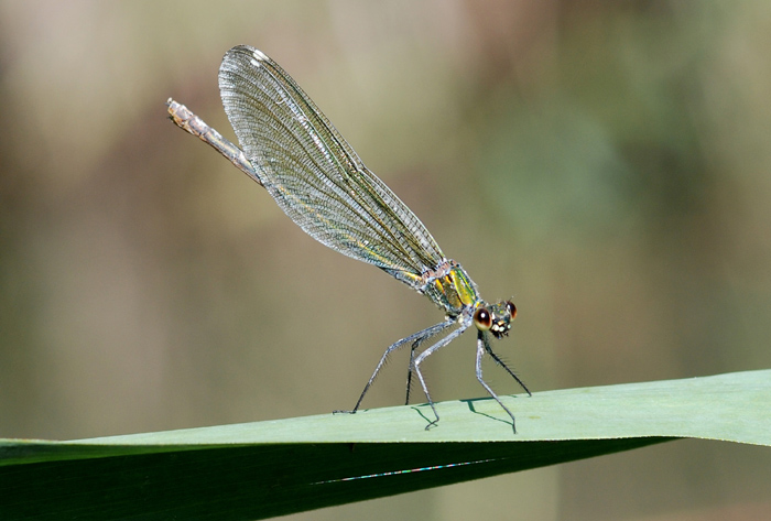 Calopteryx slendens?